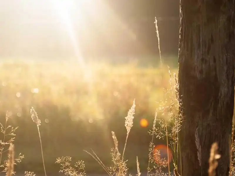 Whiskies single malt écossais et Cognacs XO rares